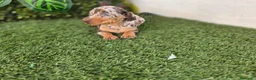 Teckel perros en venta: TECKEL MINIATURA & KANNINCHEN ARLEQUIN - Anuncio 3