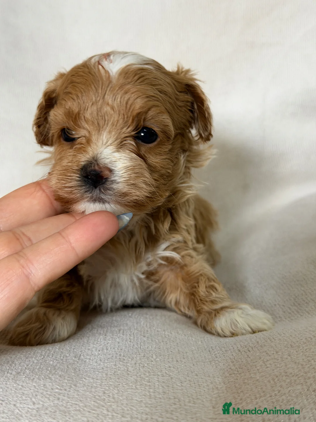Maltipoo perros en venta: Maltipoo Microtoy  - Anuncio 1