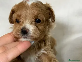 Maltipoo perros Maltipoo Microtoy - Anuncio 2