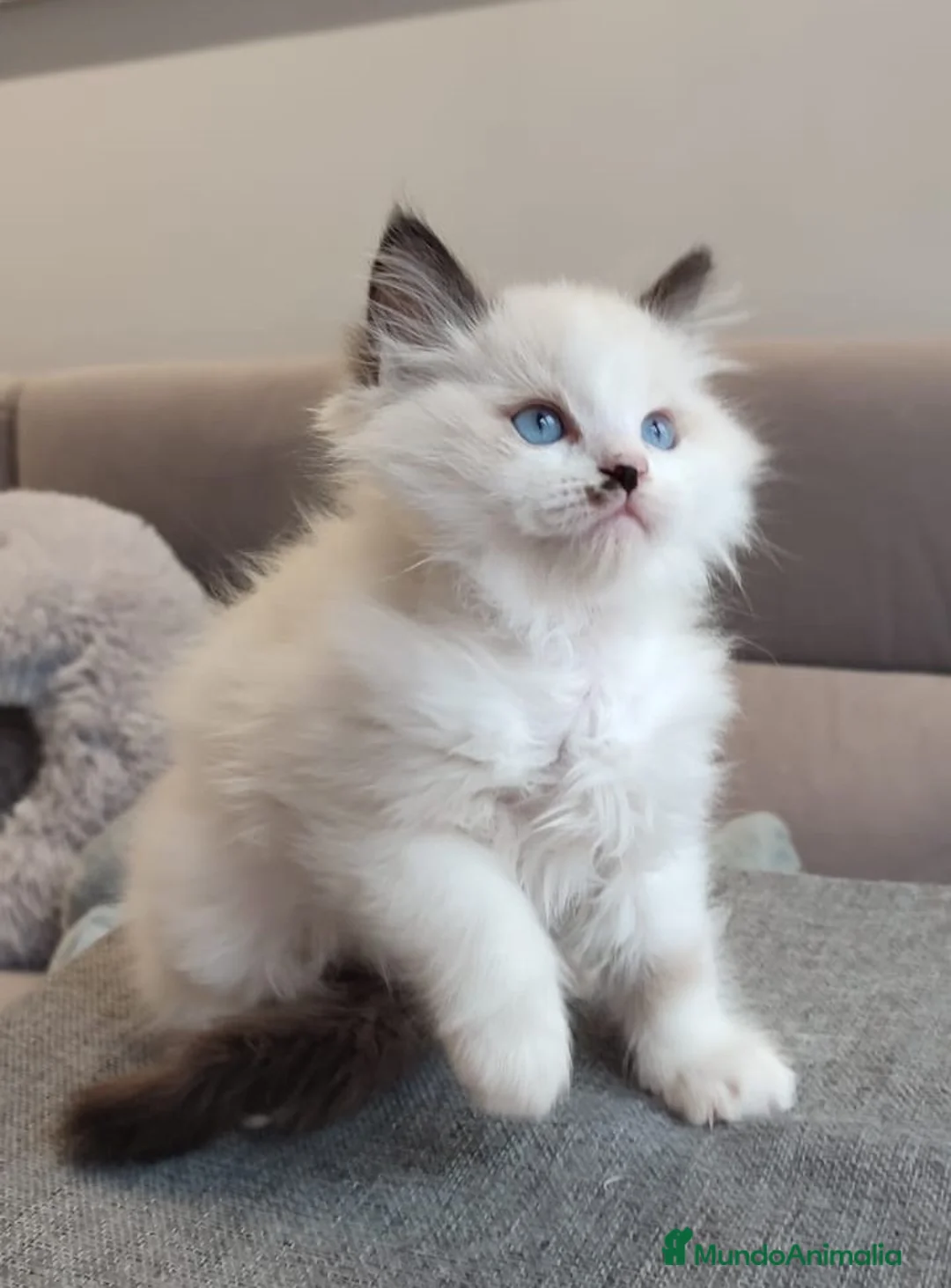 Ragdoll gatos en venta: Gatitos Ragdoll - Anuncio 28