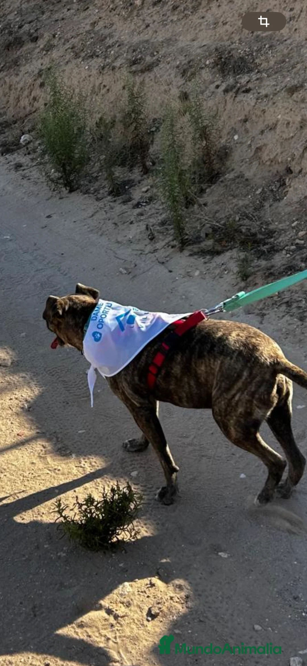 American Pit Bull Terrier perros en adopcion: TIGRE 🥰❤️ en Adopción  - Anuncio 5