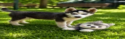 Husky Siberiano perros en venta: Husky macho  - Anuncio 1