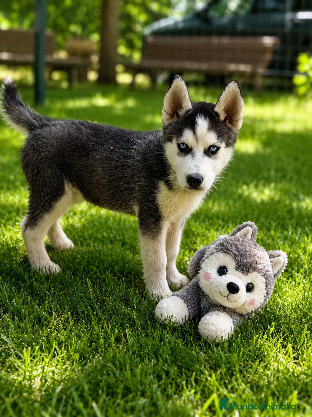 Husky Siberiano perros en venta: Husky macho  - Anuncio 1