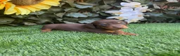 Teckel Miniatura perros en venta: Teckel kanichen color chocolates disponibles  - Anuncio 4