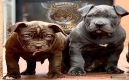 American Bully perros en venta: AMERICAN BULLY ( CACHORROS EN OFERTA ) - Imagen 1