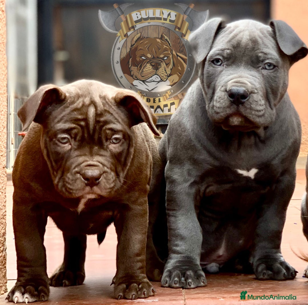 American Bully perros en venta: AMERICAN BULLY ( CACHORROS EN OFERTA ) - Imagen 1
