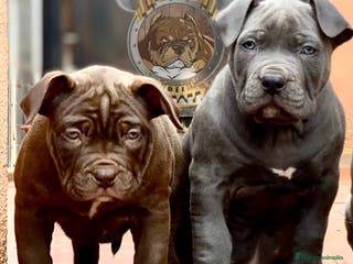 American Bully perros AMERICAN BULLY ( CACHORROS EN OFERTA ) - Anuncio 7