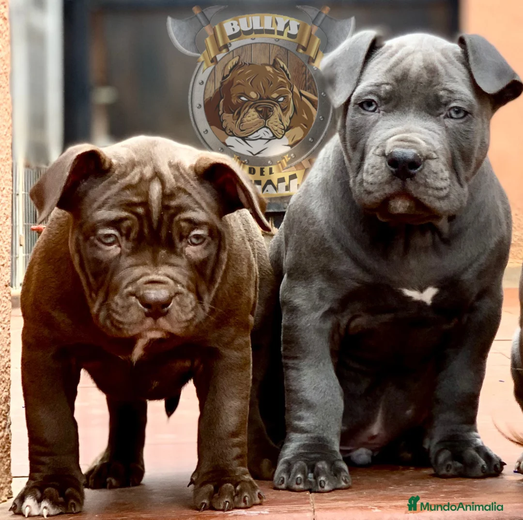 American Bully perros en venta: AMERICAN BULLY ( CACHORROS EN OFERTA ) - Anuncio 1