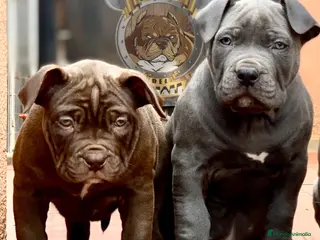 American Bully perros AMERICAN BULLY ( CACHORROS EN OFERTA ) - Anuncio 6