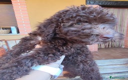 Perro de Agua Español perros en venta: CACHORRO DE AGUAS RABON DE NACIMIENTO  - Imagen 1
