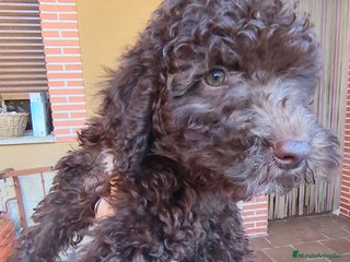 Perro de Agua Español perros - Anuncio 1