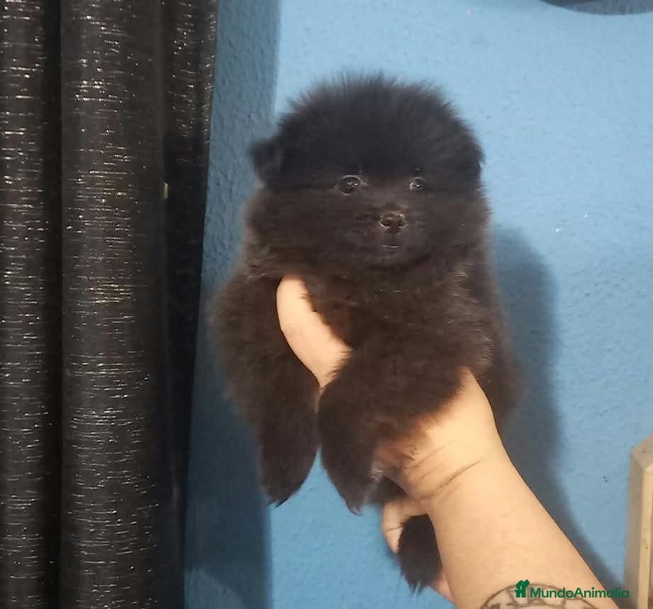 Pomchi perros Camada de pomchi  - Anuncio 2