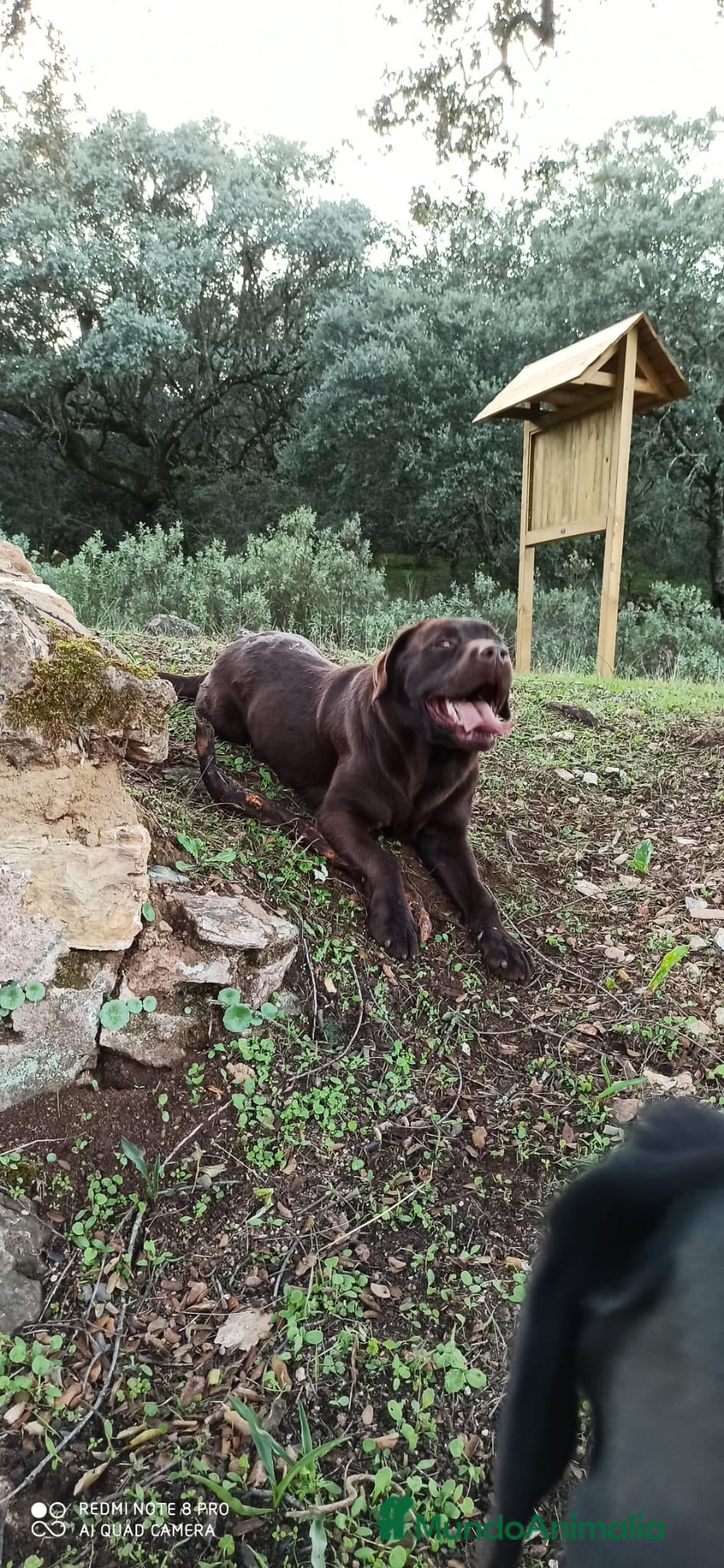 Labrador Retriever perros en venta: Hembra labrador retriever chocolate  en Granada - Anuncio 8