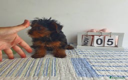 Yorkshire Terrier perros en venta: Yorkshire miniatura  - Imagen 3