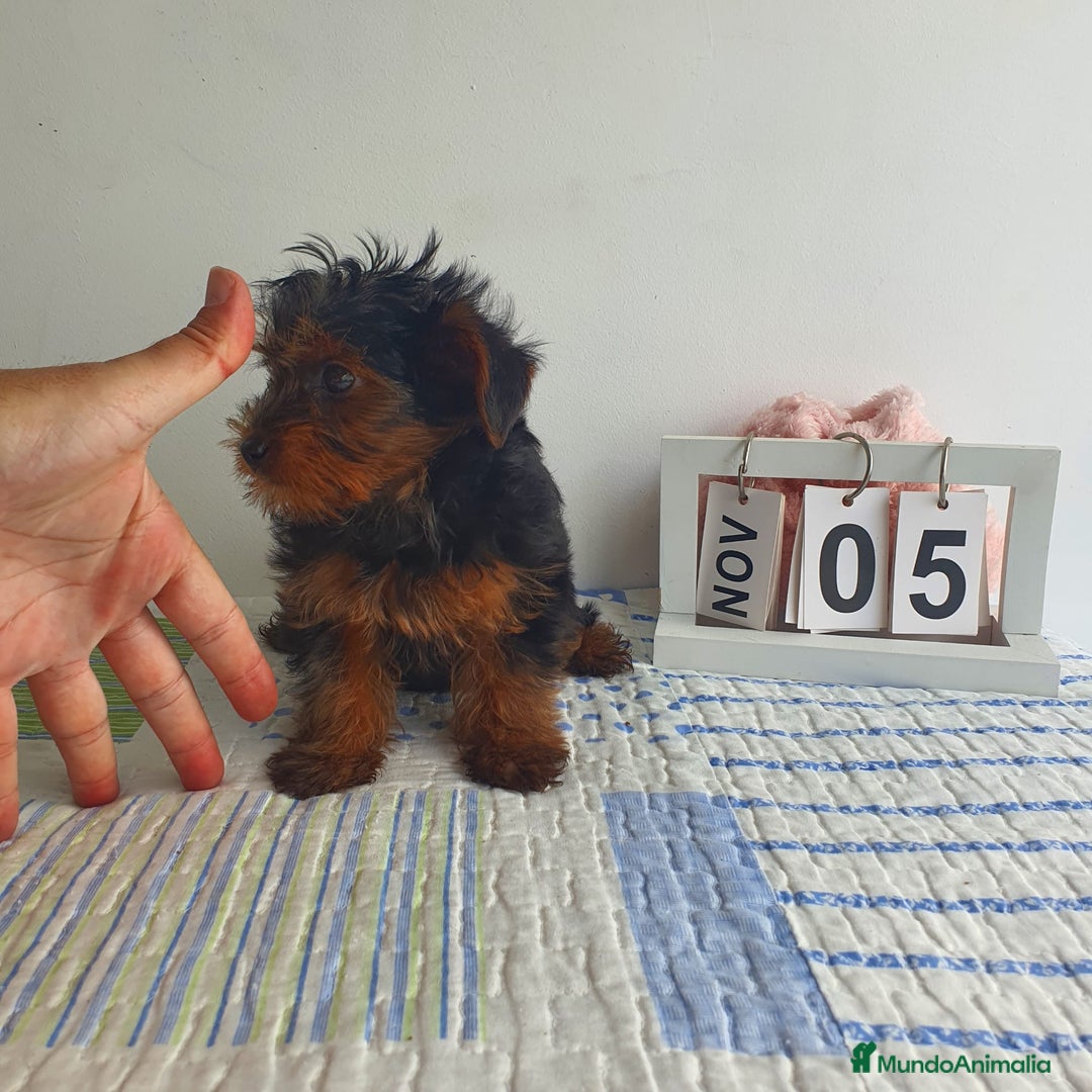 Yorkshire Terrier perros en venta: Yorkshire miniatura  - Imagen 3