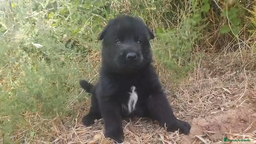Perro Lobo Checoslovaco perros en venta: Perro lobo bajo contenido - Imagen 3