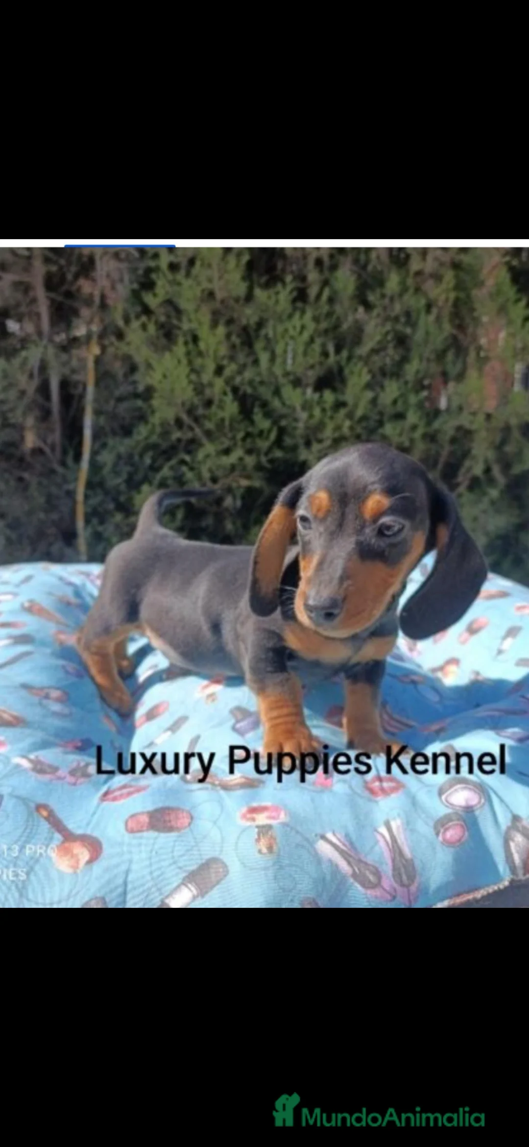 Teckel Miniatura perros en venta: Teckel arlequín blue  - Anuncio 2