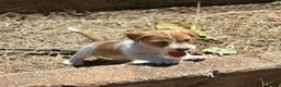 Jack Russell Terrier perros en venta: JACK RUSSEL TERRIER BROKEN - Anuncio 3