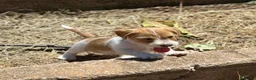 Jack Russell Terrier perros en venta: JACK RUSSEL TERRIER BROKEN - Anuncio 3