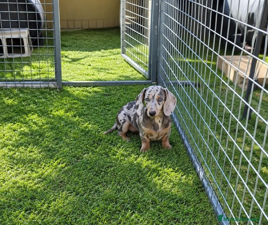 Teckel perros en venta: Teckel Canichen - Anuncio 2