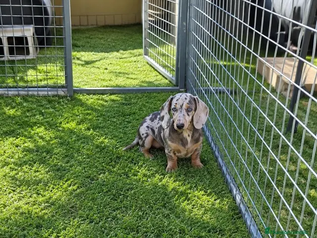 Teckel perros en venta: Teckel Canichen - Anuncio 2