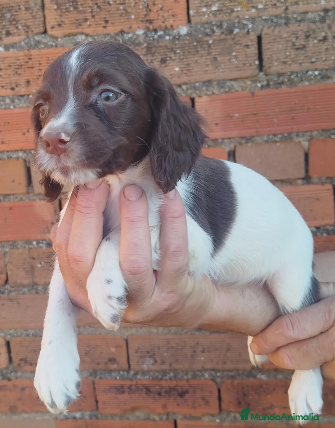 English Springer Spaniel perros en venta:  CACHORRO SPRINGER  - Anuncio 2
