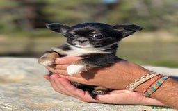 Chihuahua perros en venta: Chihushua hembra leonada toy  - Imagen 5