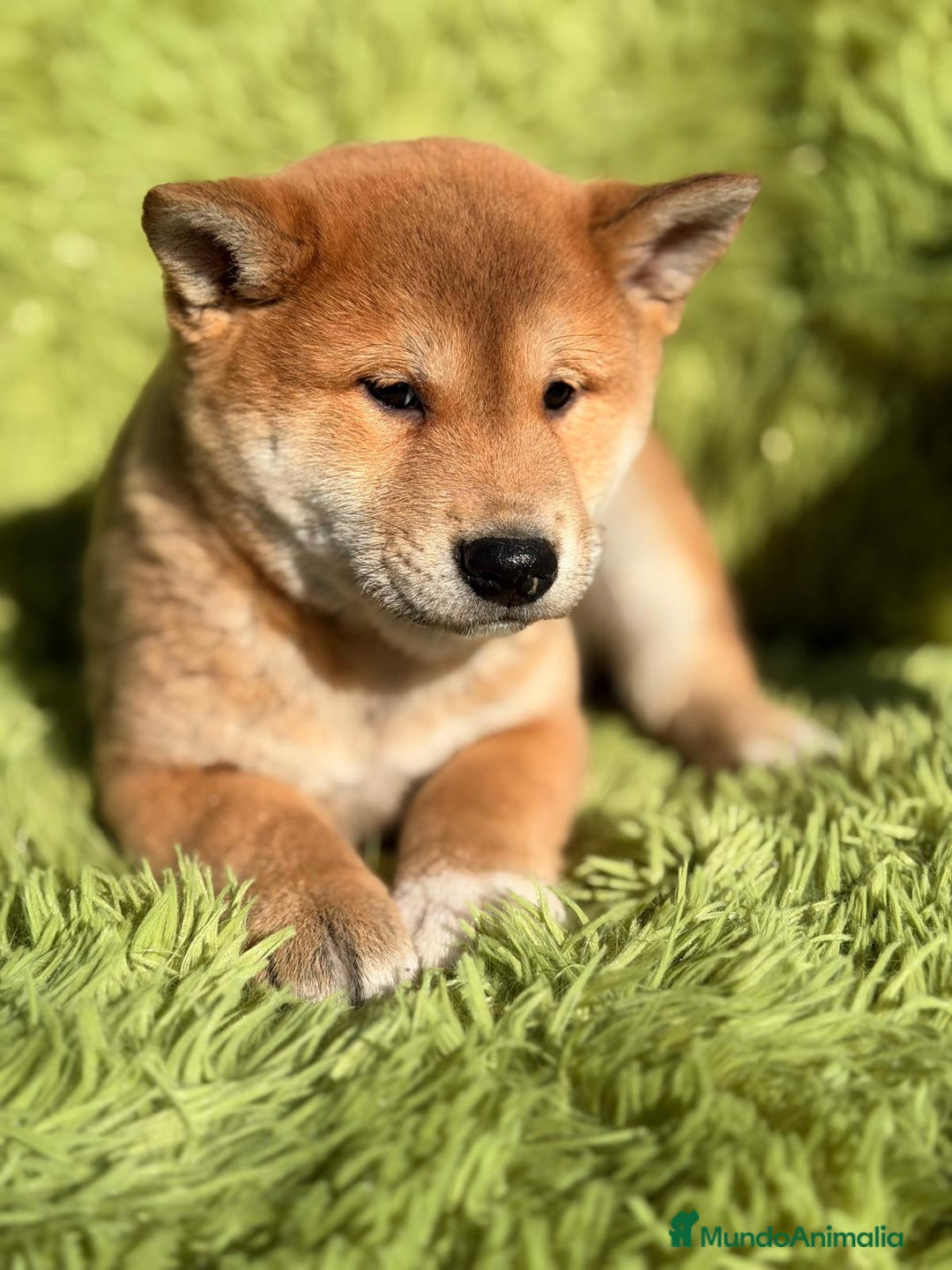 Shiba Inu perros en venta: SHIBA INU ROJO MACHO - Anuncio 2