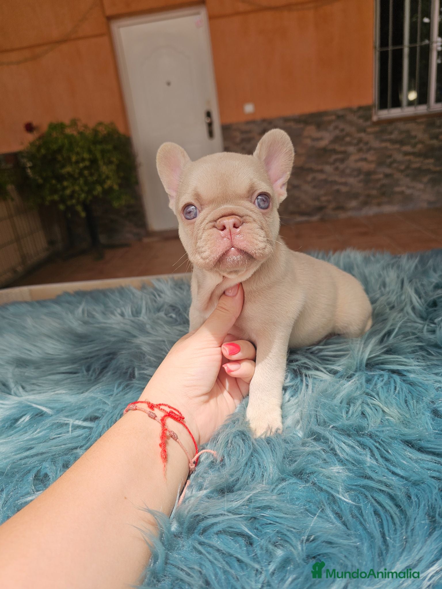 Bulldog Francés perros Machitos de bulldog francés  - Anuncio 1