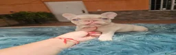 Bulldog Francés perros en venta: Machitos de bulldog francés  - Anuncio 1
