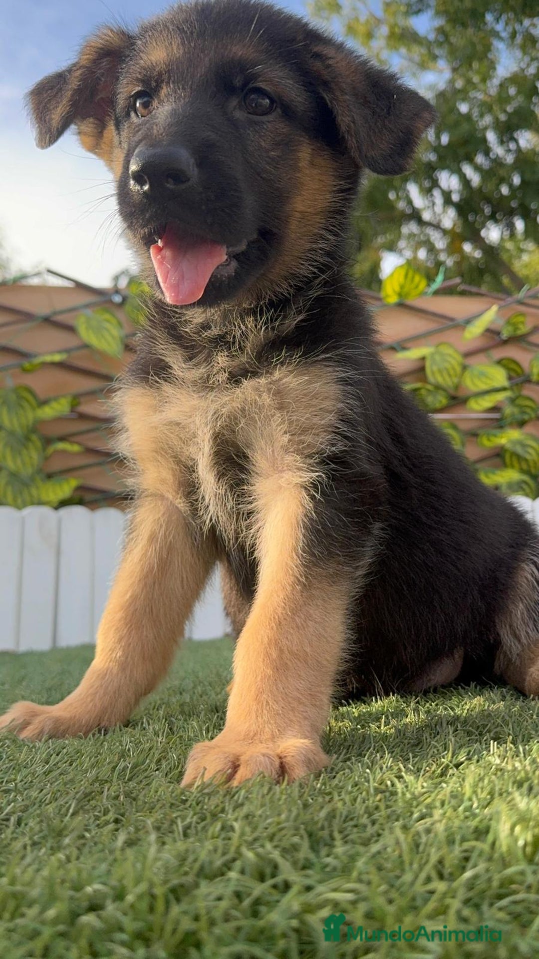 Pastor Alemán perros en venta: PASTOR ALEMAN HEMBRA - Imagen 10