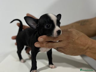 Chihuahua perros en Alicante - Anuncio 19