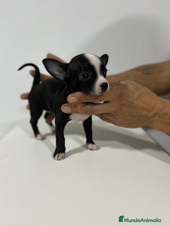 Chihuahua perros en Alicante - Anuncio 16