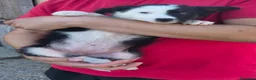 Border Collie perros en venta: Cachorros border collie puros! - Anuncio 3