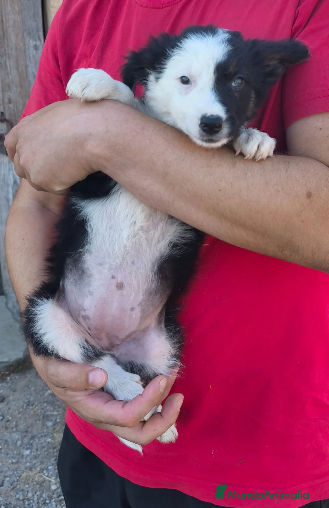 Border Collie perros en venta: Cachorros border collie puros! - Anuncio 3