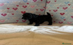 Caniche Toy perros en venta: Caniche toy - Imagen 2