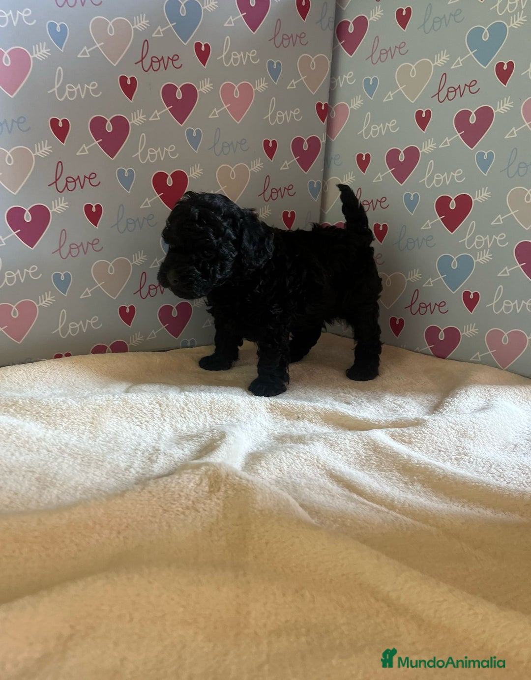 Caniche Toy perros en venta: Caniche toy - Imagen 2