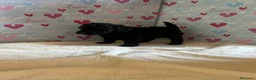 Caniche Toy perros en venta: Caniche toy - Anuncio 2