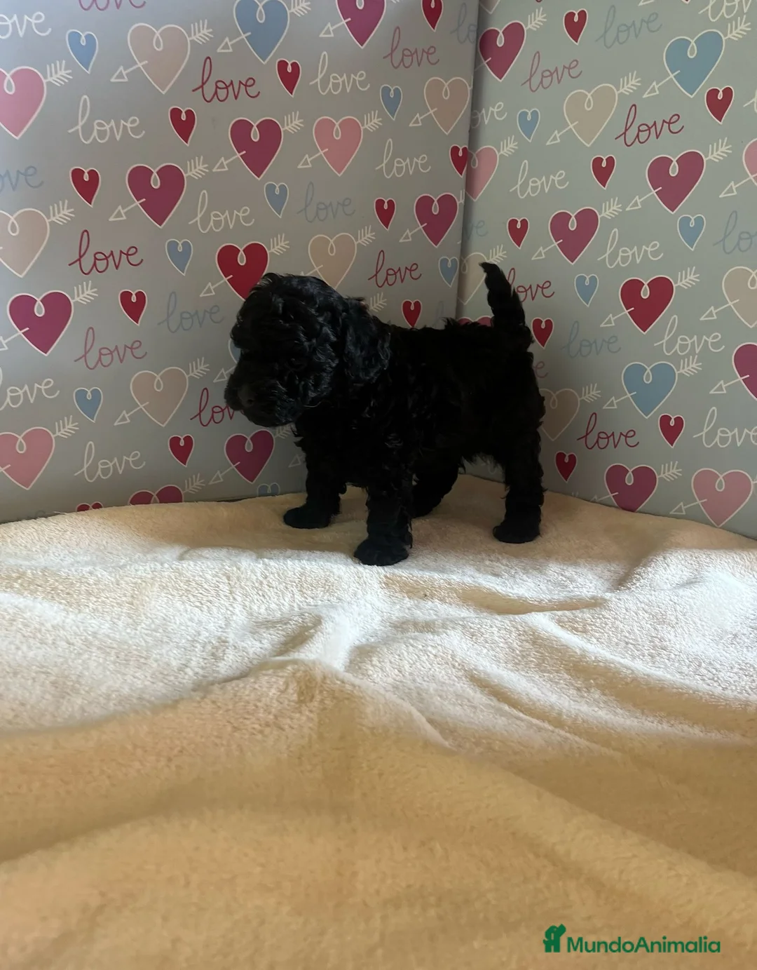 Caniche Toy perros en venta: Caniche toy - Anuncio 2