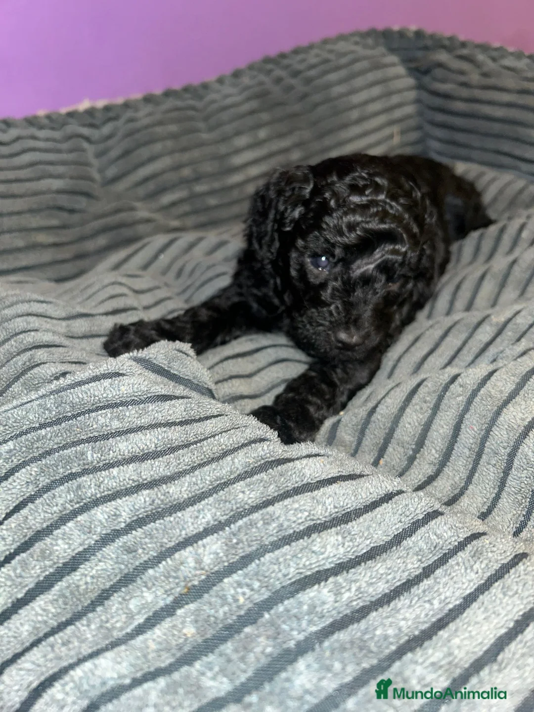 Caniche Toy perros en venta: Caniche toy  - Anuncio 1