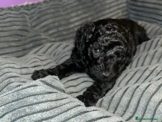 Caniche Toy perros Caniche toy - Anuncio 1