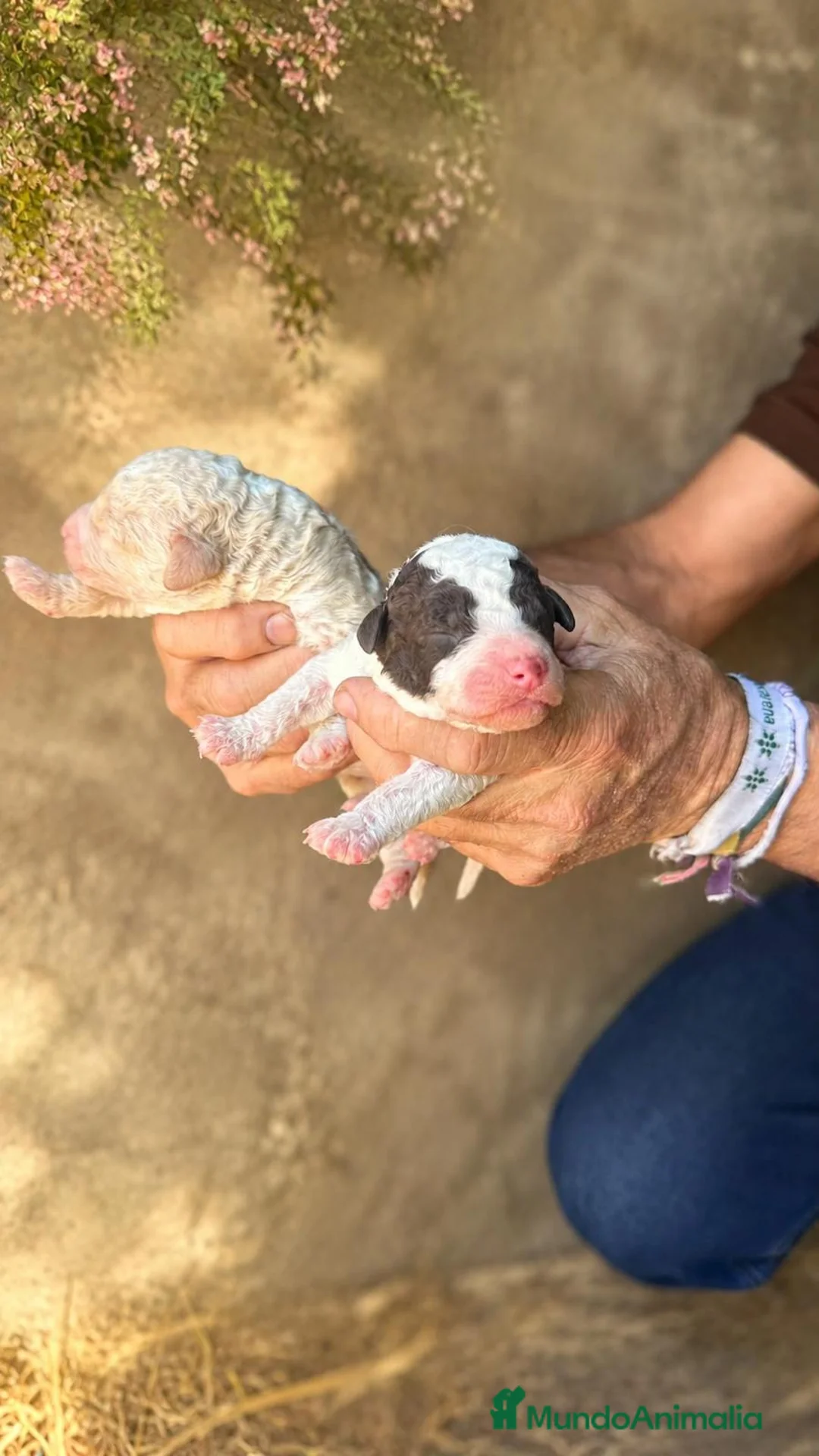 Perro de Agua Español perros en venta: PERRO DE AGUA ESPAÑOL - Anuncio 1