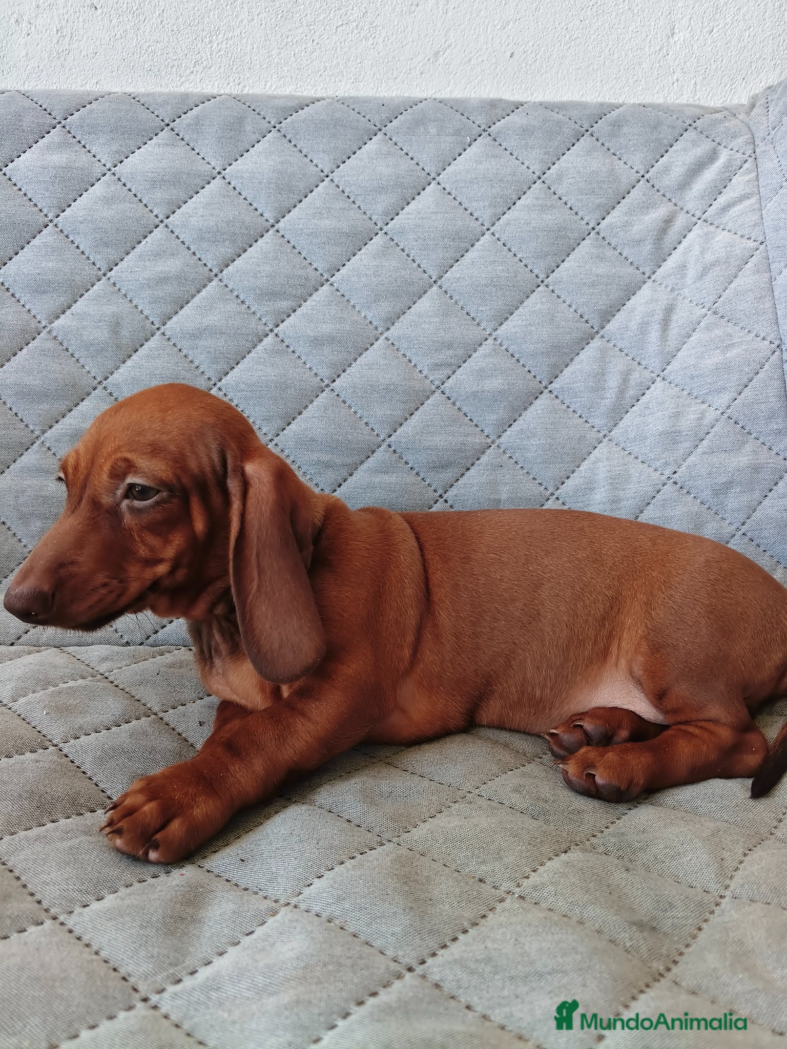 Teckel Miniatura perros TECKEL ROJA - Anuncio 2