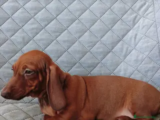 Teckel Miniatura perros TECKEL ROJA - Anuncio 2