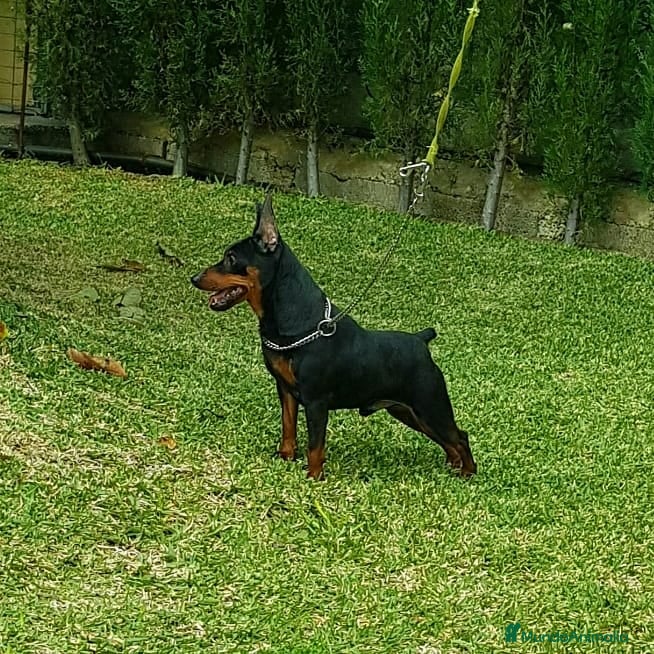 Pinscher Miniatura perros Mini pinscher negros y rojos  - Anuncio 2