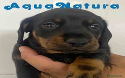 Teckel Miniatura perros en venta: Teckel Macho de Tita Junior y Tilo AQUANATURA - Imagen 1