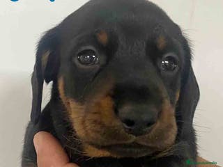 Teckel Miniatura perros Teckel Macho de Tita Junior y Tilo AQUANATURA - Anuncio 15