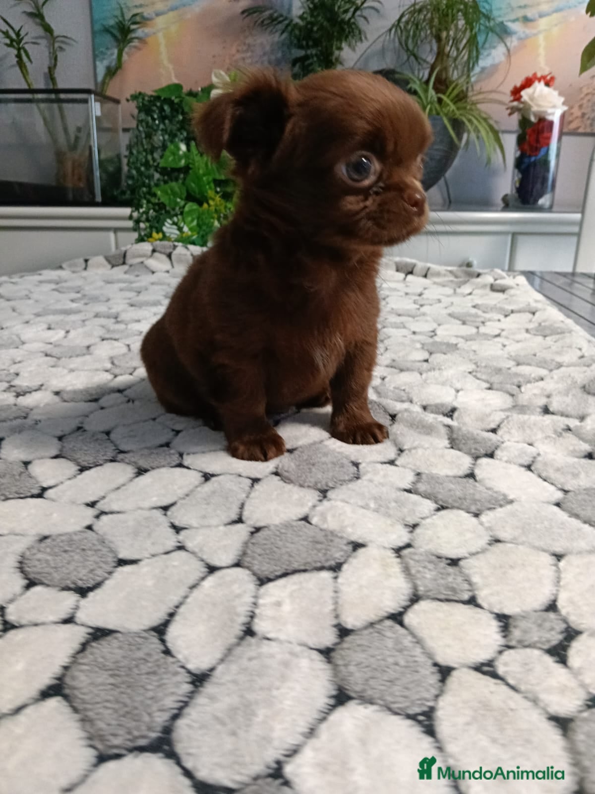 Chihuahua perros Chihuhua de pelo largo  - Anuncio 2