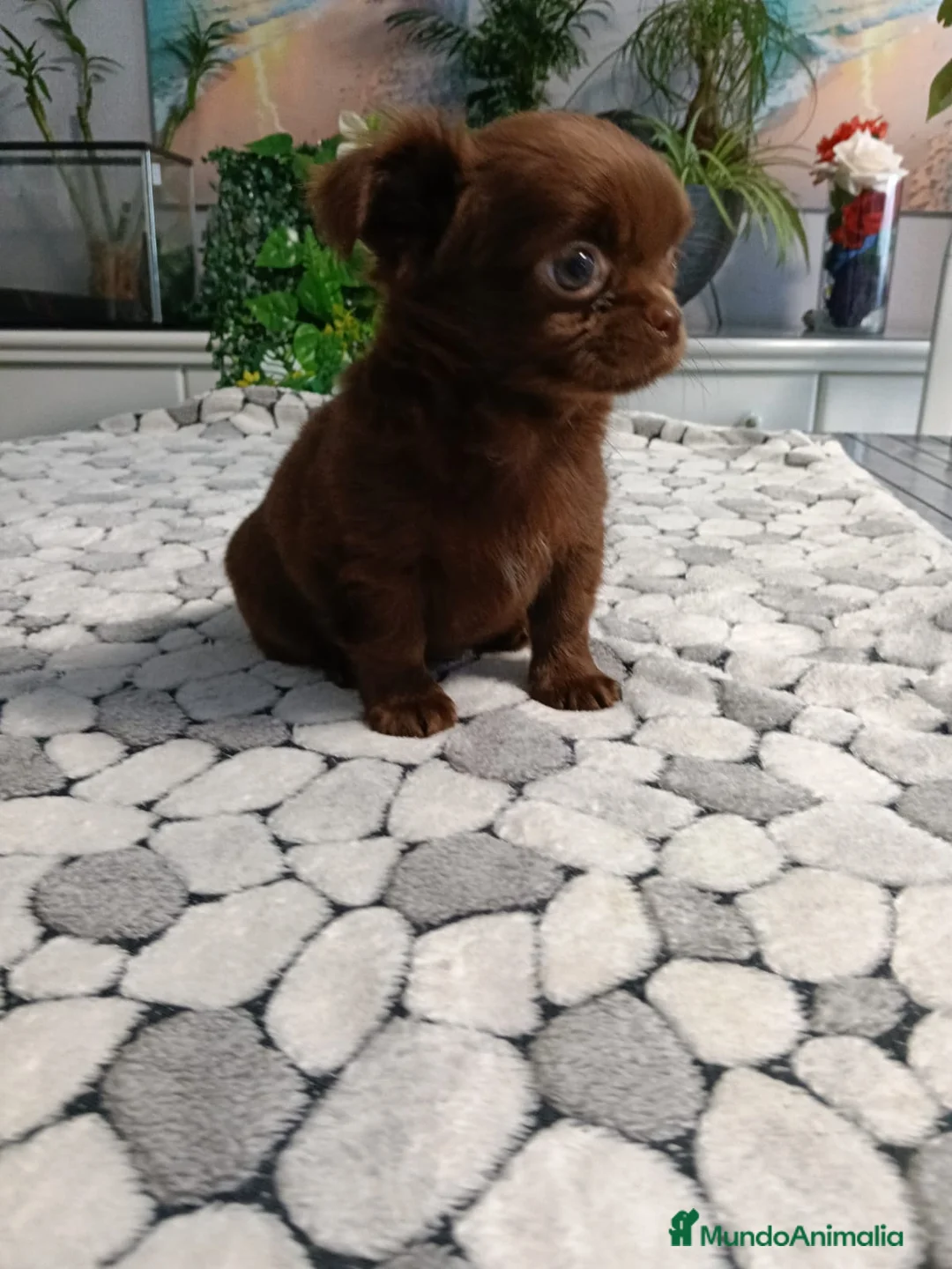 Chihuahua perros en venta: Chihuhua de pelo largo  - Anuncio 1