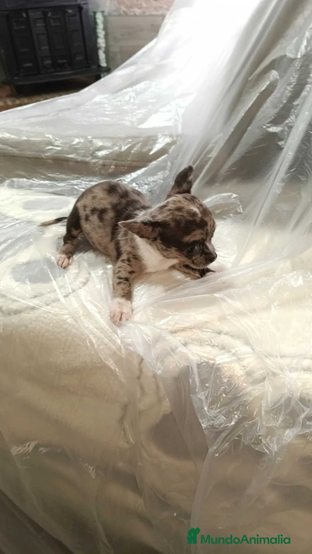 Chihuahua perros en venta: Hembra de chihuahua toys  - Anuncio 3